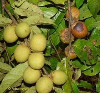 Large-leaved persimmon