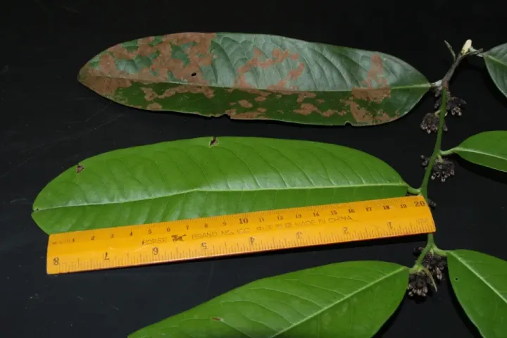 Diospyros pilosanthera