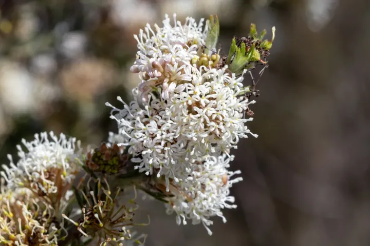 Grevillea crithmifolia
