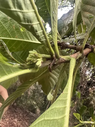 Porterandia anisophylla