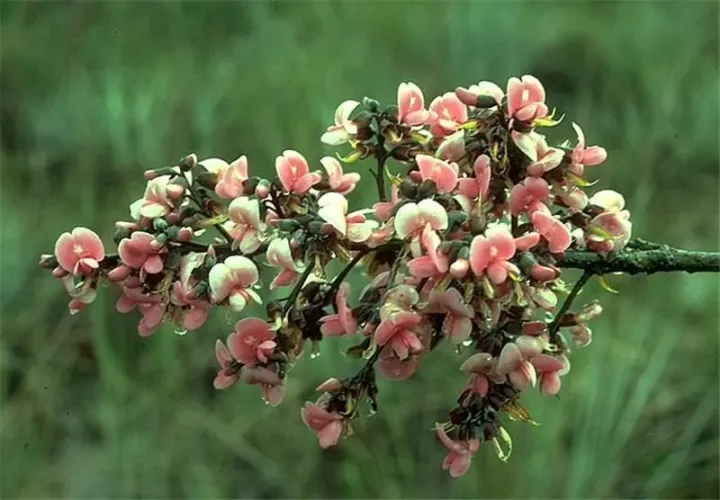 Hymenolobium heterocarpum