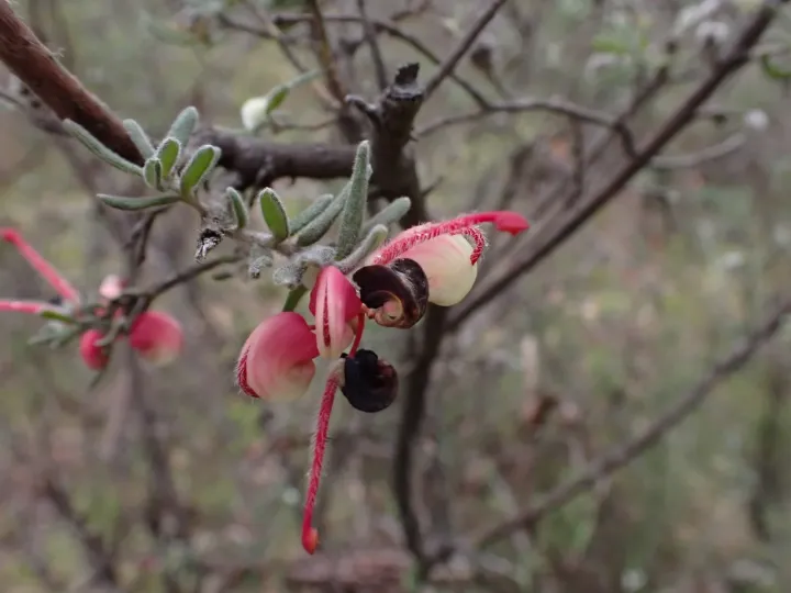 Woolly Grevillea