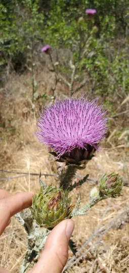 Onopordum cynarocephalum