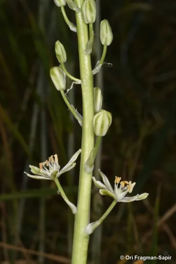 Ornithogalum fuscescens