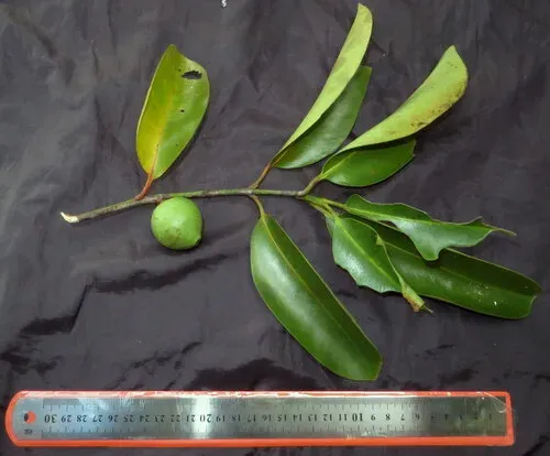 Garcinia bancana