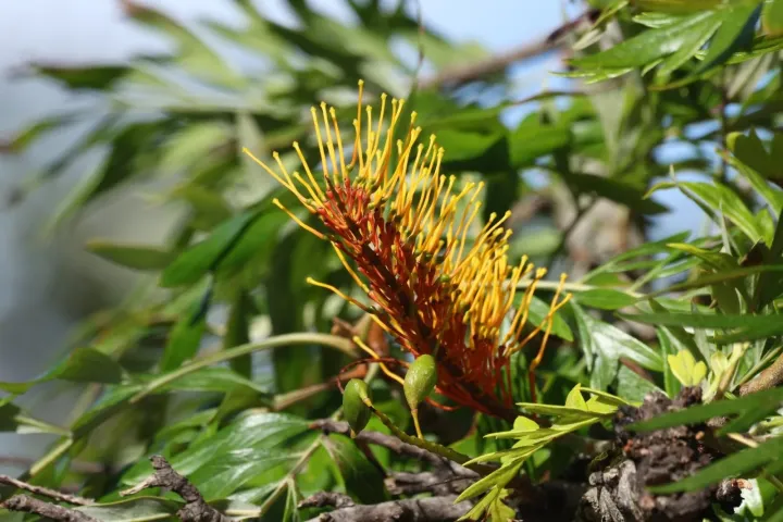 Silky oak