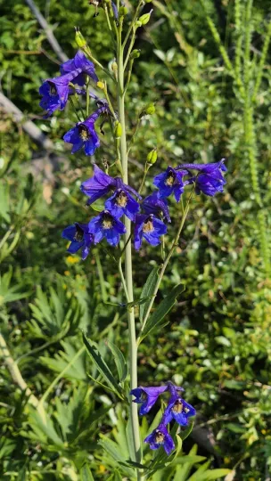 Delphinium cuneatum