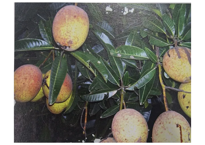 Mangifera torquenda