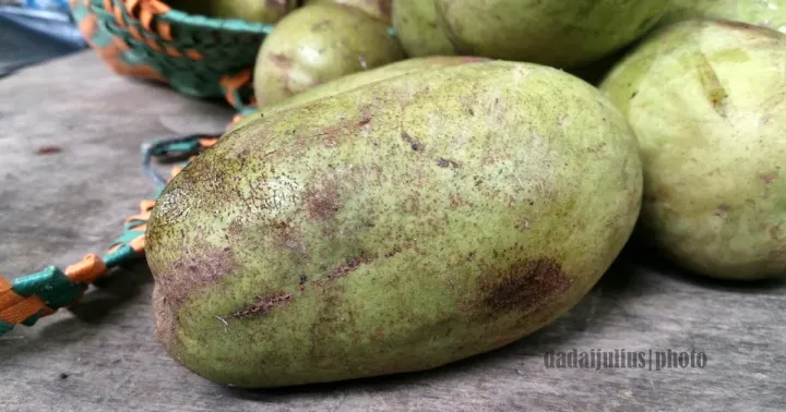 Mangifera rufocostata