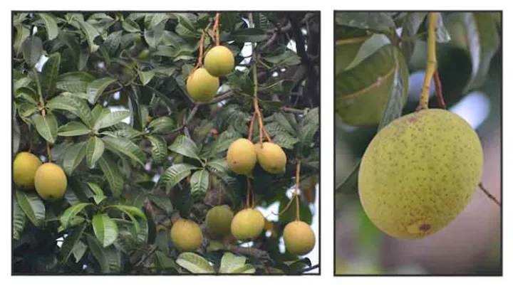 Mangifera leschenaultii