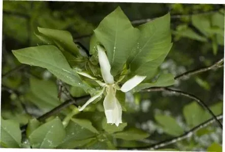 Sumatran magnolia