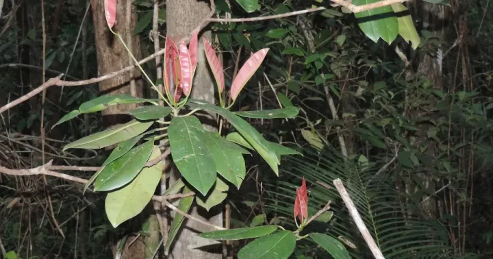 Manilkara fasciculata