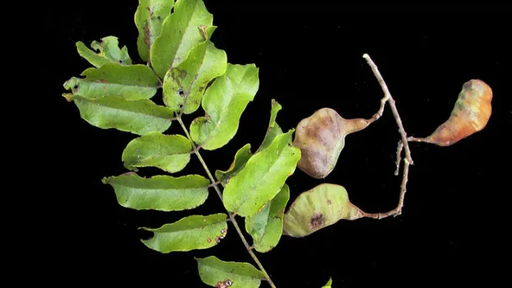 Melanoxylon brauna