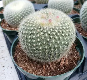 Eriocephala