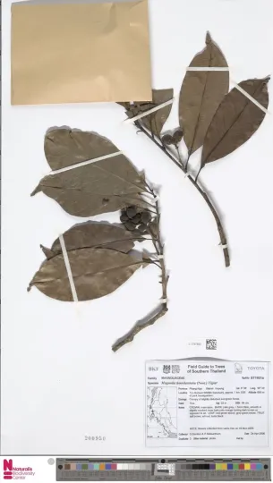 Magnolia koordersiana