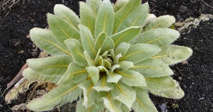 King of Bhutan poppy