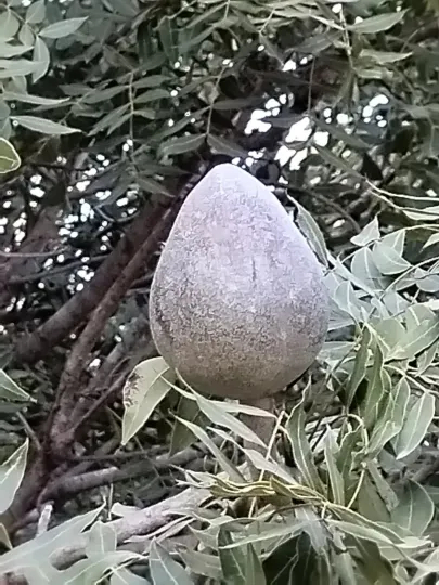 Swietenia humilis