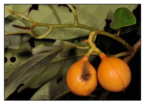 Myristica simiarum