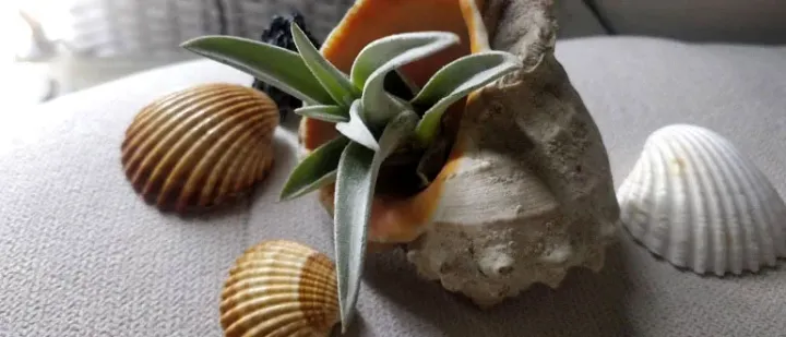 Tillandsia harrisii