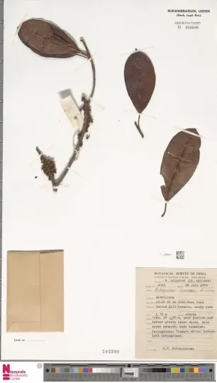 Palaquium semaram