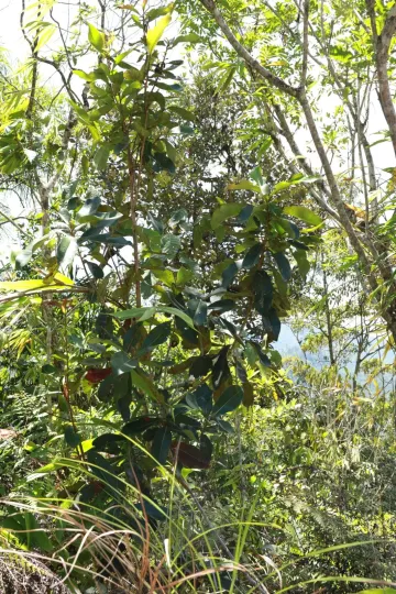 Kjellbergiodendron celebicum
