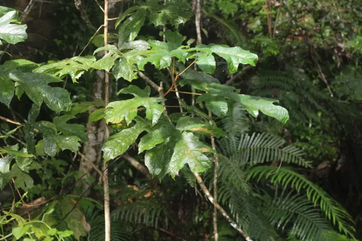 Trichadenia zeylanica