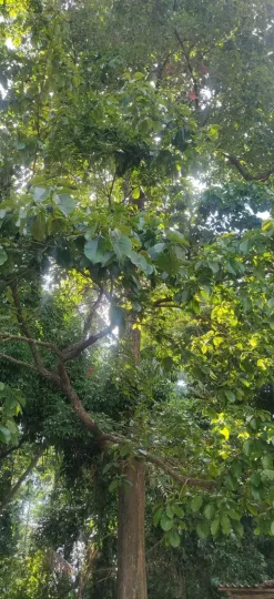Planchonia valida