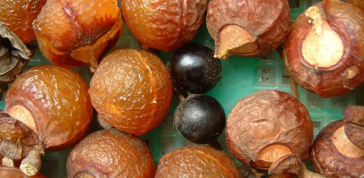 Sapindus rarak