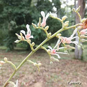 Shorea atrinervosa