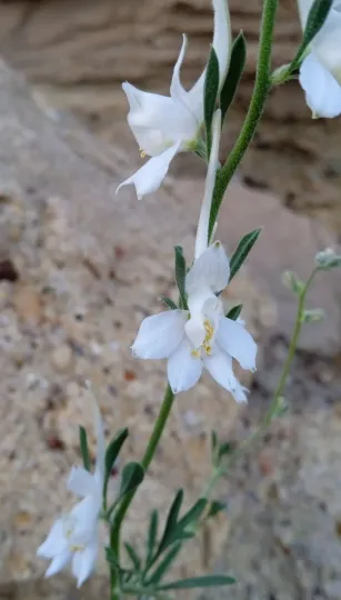 Consolida rugulosa