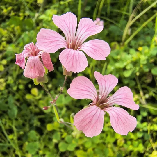 Cow soapwort
