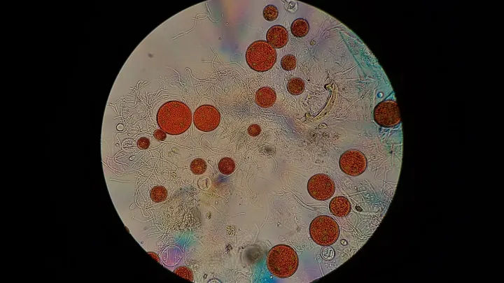 Haematococcus lacustris