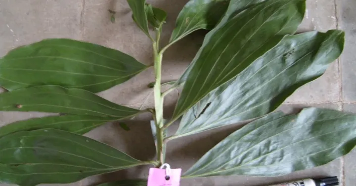 Sindora bruggemanii