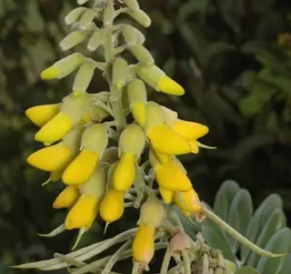 Sindora velutina