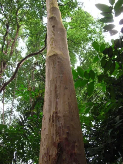 Tristaniopsis merguensis