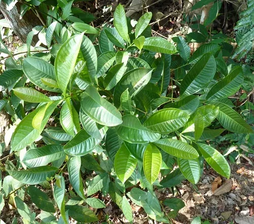 Syzygium syzygioides