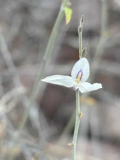 Carlowrightia arizonica