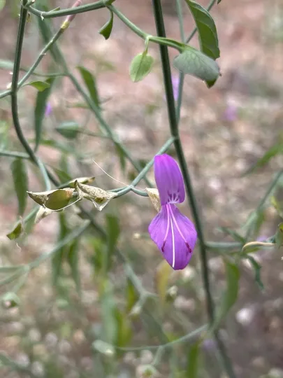 Dicliptera resupinata