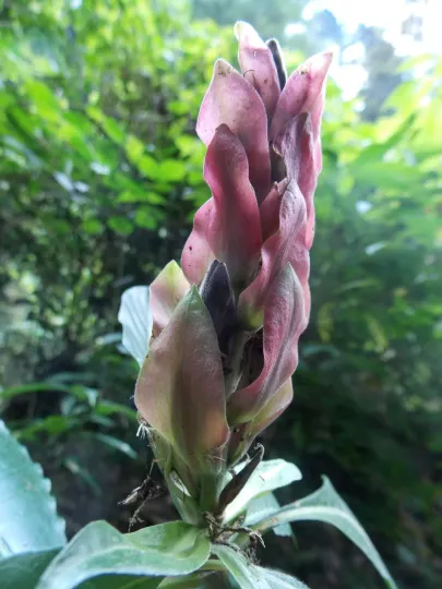 Aphelandra schiedeana