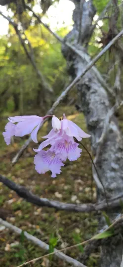 Broughtonia domingensis