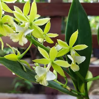 Caularthron bicornutum