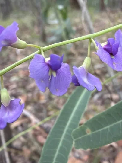 Purple coral pea