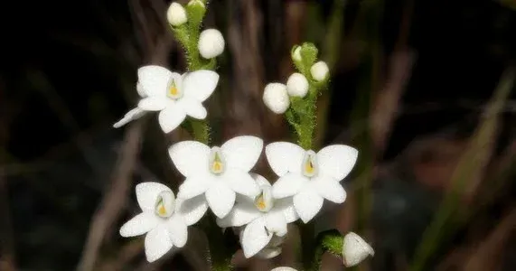 Cranichis tenuis