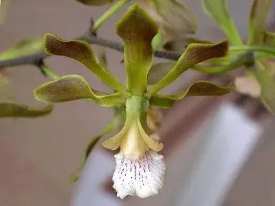 Encyclia fucata