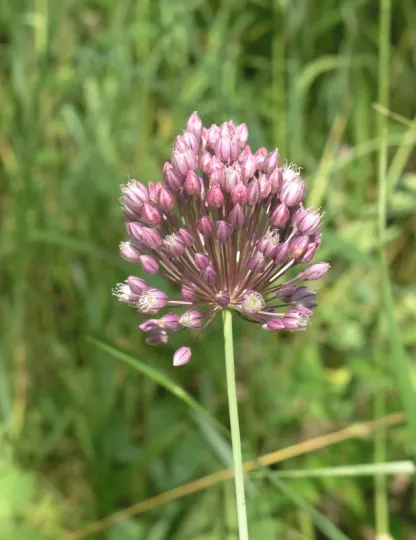 Reddish onion