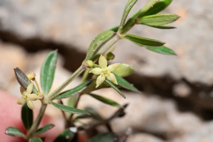 Rubia tenuifolia