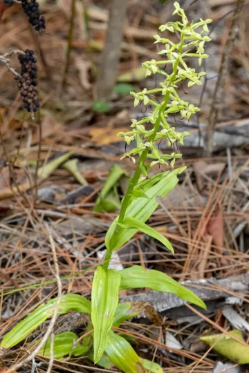 Habenaria floribunda