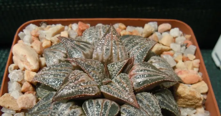Hybrid of Haworthia mirabilis var. badia and Haworthia magnifica var. splendens