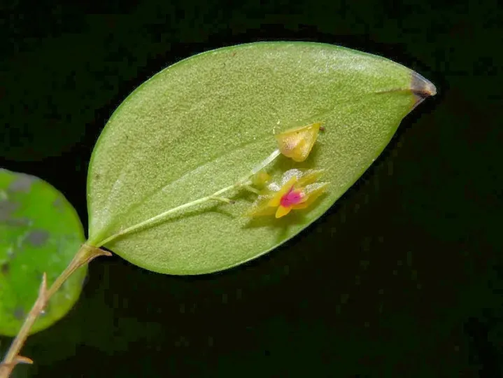Lepanthes veleziana
