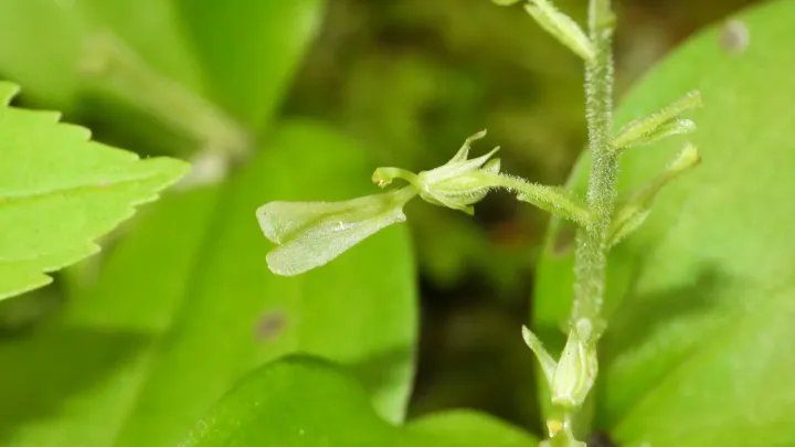 Broad-leaved bird's-nest